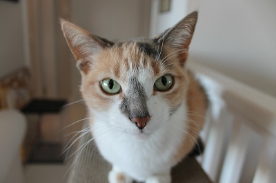 image for Cats and Stress