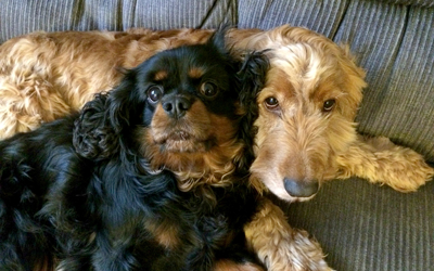 image for Can Dogs Be Altruistic?
