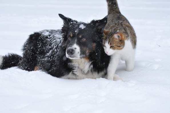 image for 12 Winter Safety Tips for Pets