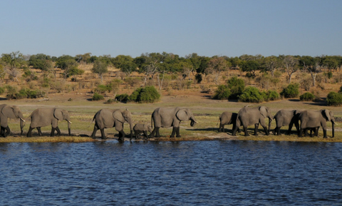 image for World Wildlife Conservation Day